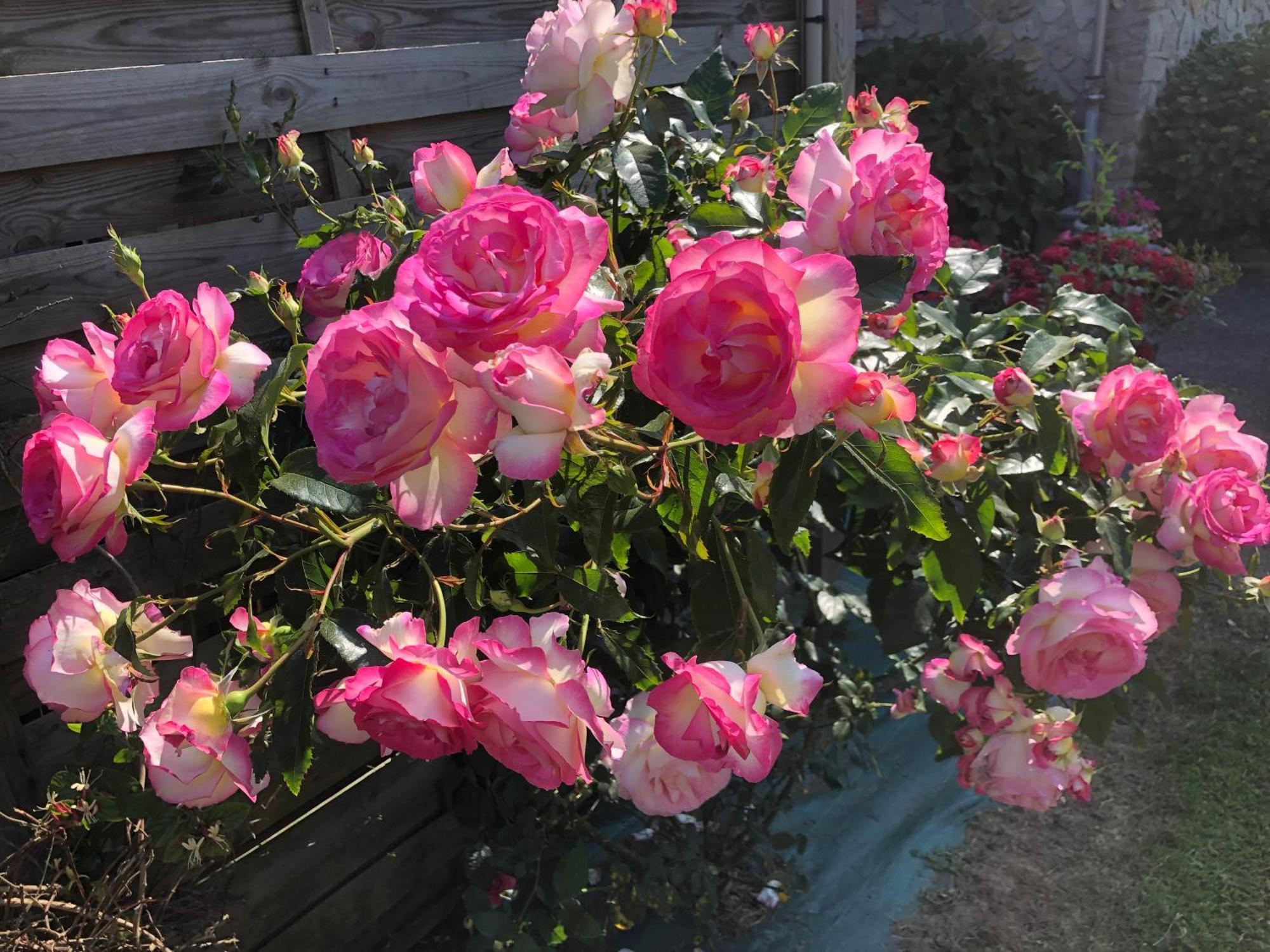 Grand-Fougeray Les Hortensias المظهر الخارجي الصورة
